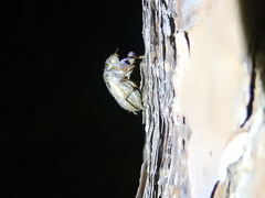 Cicadidae