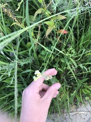 Helichrysum luteoalbum