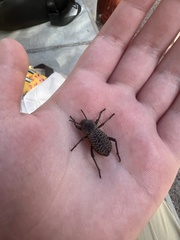 Cryptoglossa variolosa