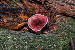 Russula mariae