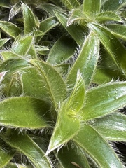 Cyanotis somaliensis