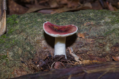 Russula mariae