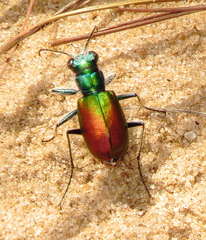 Cicindela scutellaris