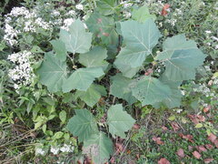 Platanus occidentalis