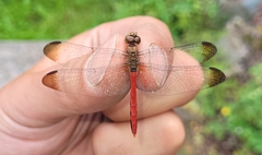 Sympetrum risi