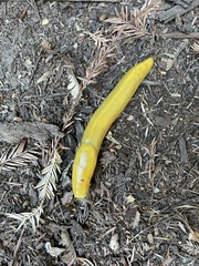 Ariolimax dolichophallus