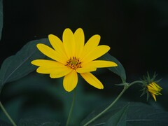 Helianthus
