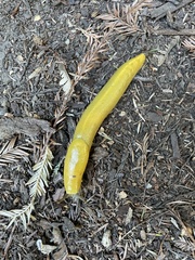 Ariolimax dolichophallus