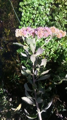 Tessaria integrifolia