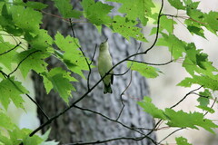 Vireo