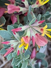Acmispon decumbens