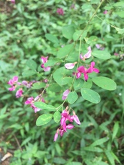 Lespedeza bicolor