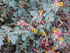 Acmispon decumbens