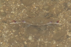 Portunidae