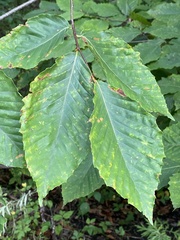 Acalitus ferrugineum