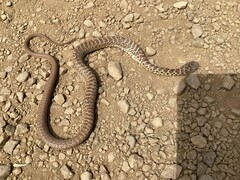 Coluber constrictor mormon