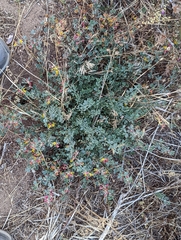 Acmispon decumbens