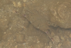Portunidae