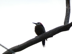 Melanerpes radiolatus