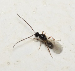 Eucoilinae