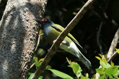 Sphecotheres vieilloti