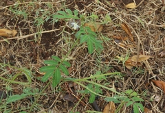 Desmanthus pernambucanus