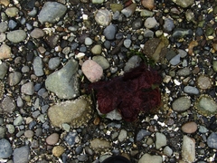 Chondracanthus