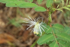 Desmanthus pernambucanus