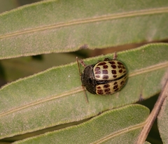 Platyphora tessellata