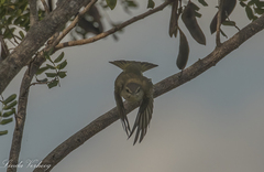 Vireo altiloquus