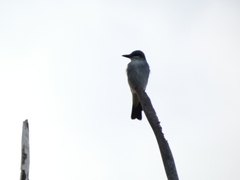 Tyrannus dominicensis