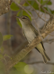 Vireo altiloquus