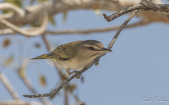 Vireo altiloquus