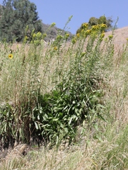 Solidago confinis