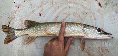 Esox lucius
