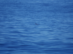 Hydrobates socorroensis
