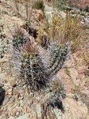 Echinopsis bridgesii