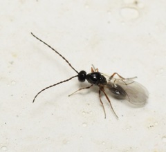 Eucoilinae