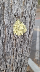 Xanthogaleruca luteola