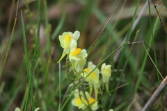 Linaria
