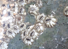 Amphibalanus amphitrite