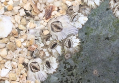 Amphibalanus amphitrite