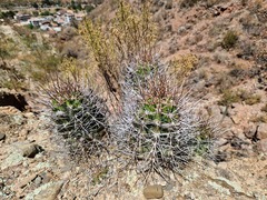 Echinopsis bridgesii