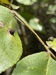 Caryomyia