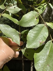 Caryomyia