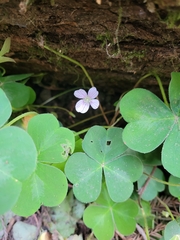 Oxalis oregana