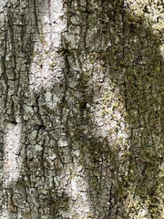 Caryomyia