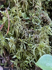 Pleurozium schreberi