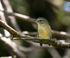 Phylloscartes ventralis