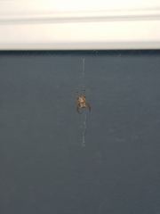 Araneidae